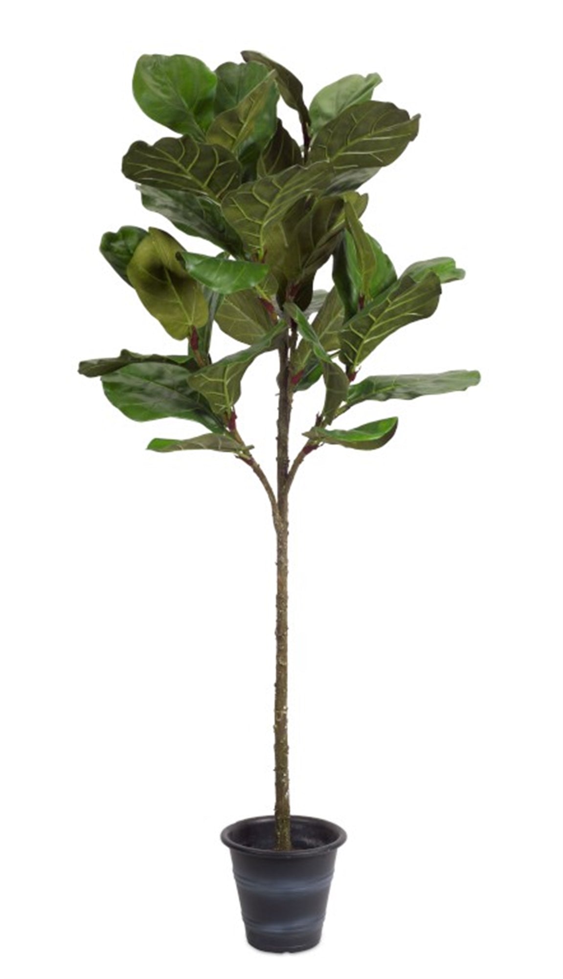 Fiddle Leaf Fig Tree