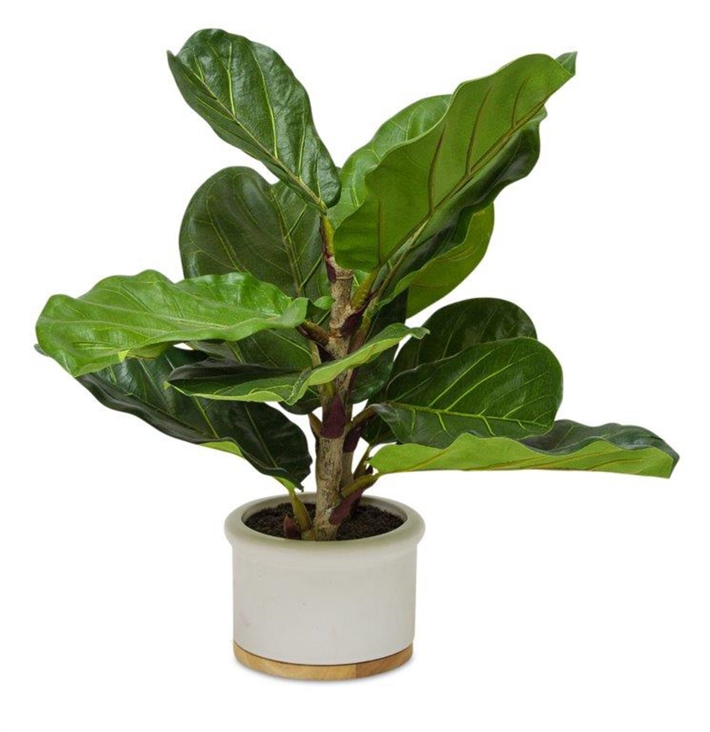 Fiddle Leaf Fig Tree