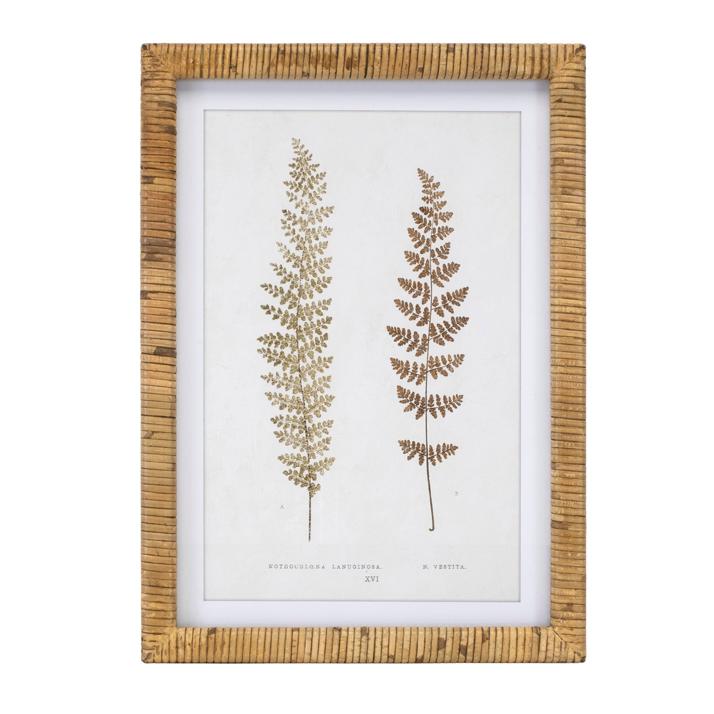Wood Framed Fern Print Set