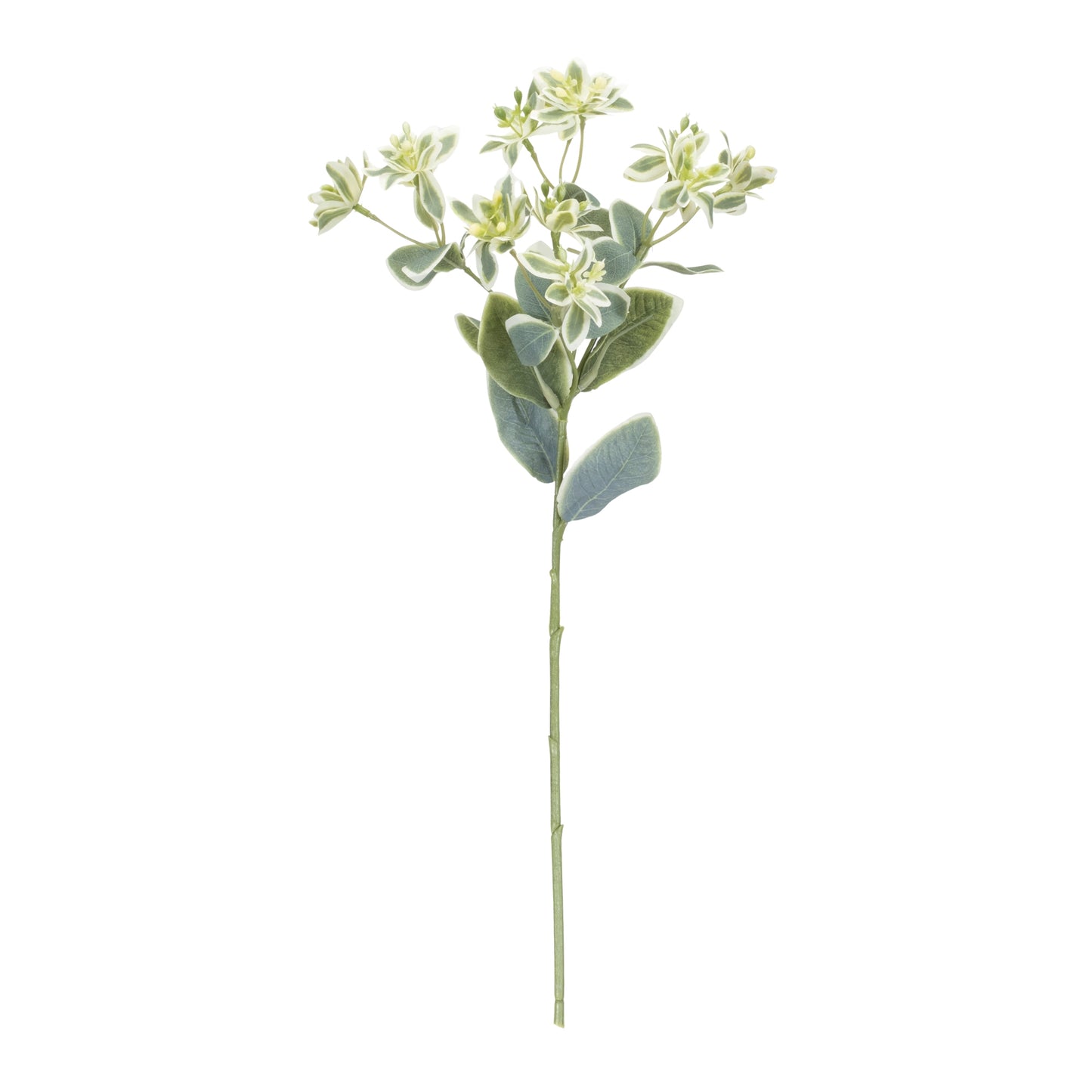 Euphorbia Floral Stem Set