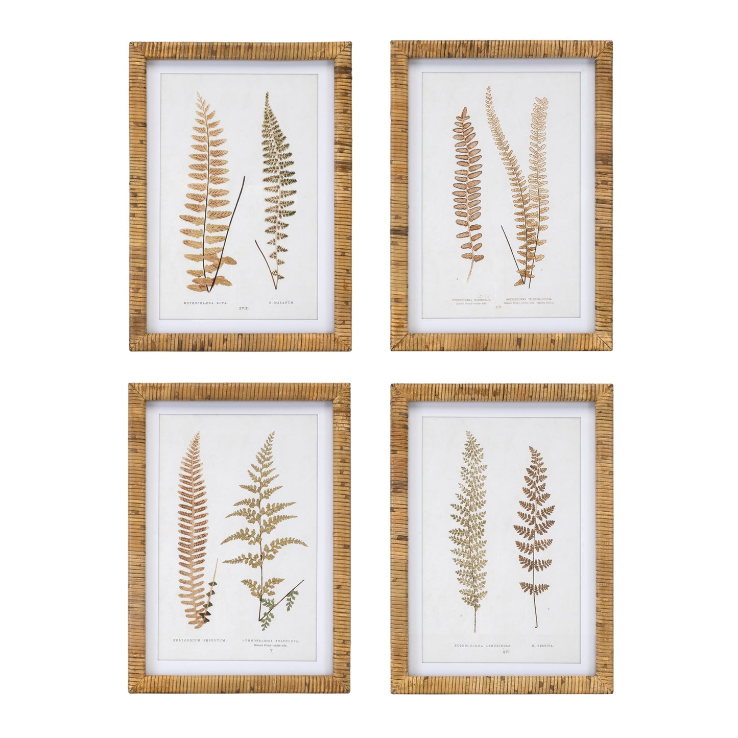 Wood Framed Fern Print Set