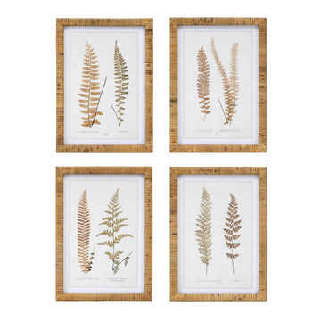 Wood Framed Fern Print Set