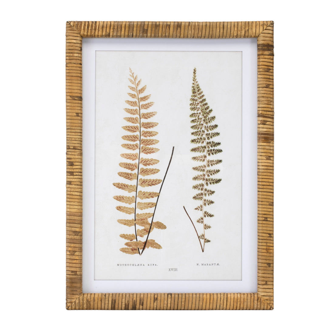 Wood Framed Fern Print Set