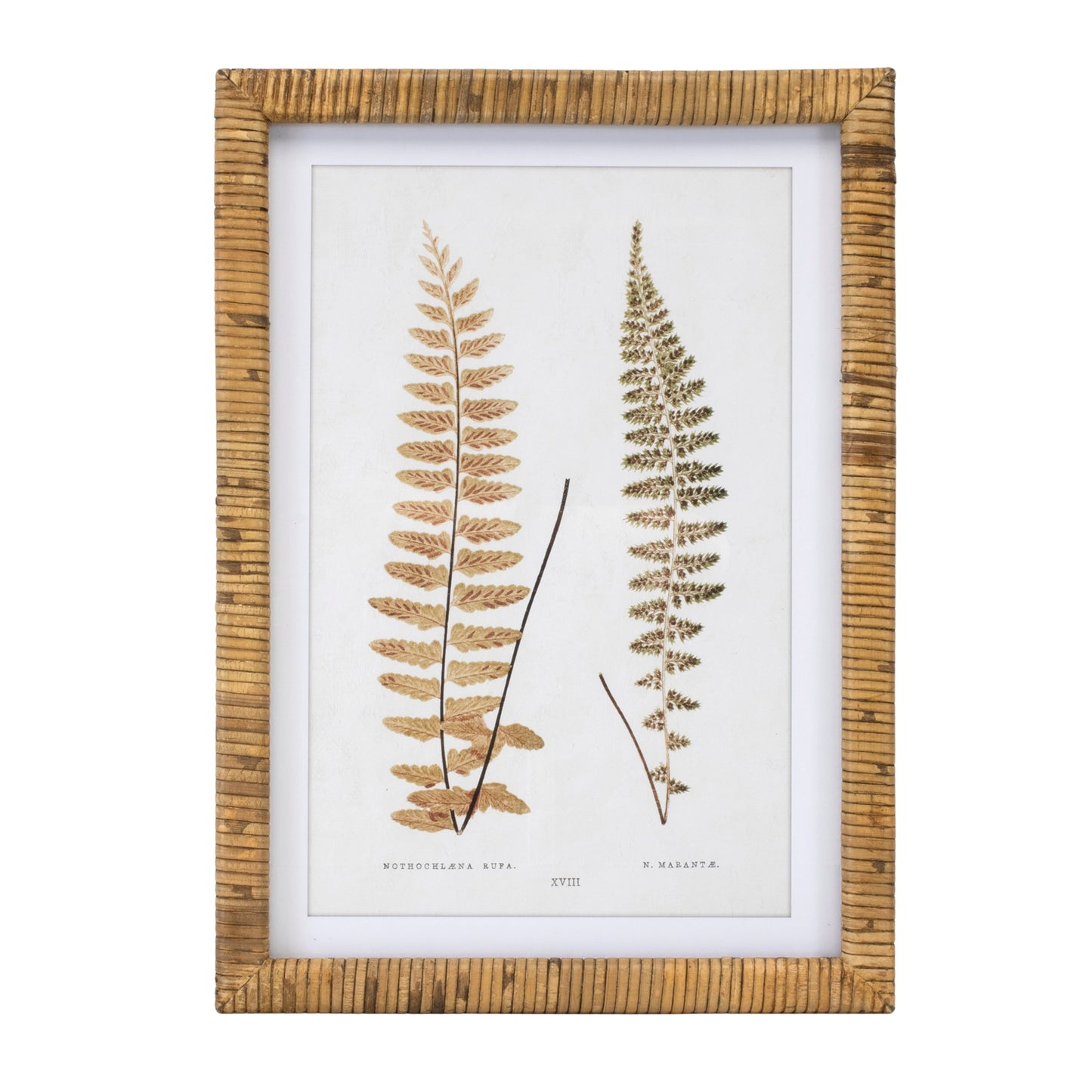 Wood Framed Fern Print Set
