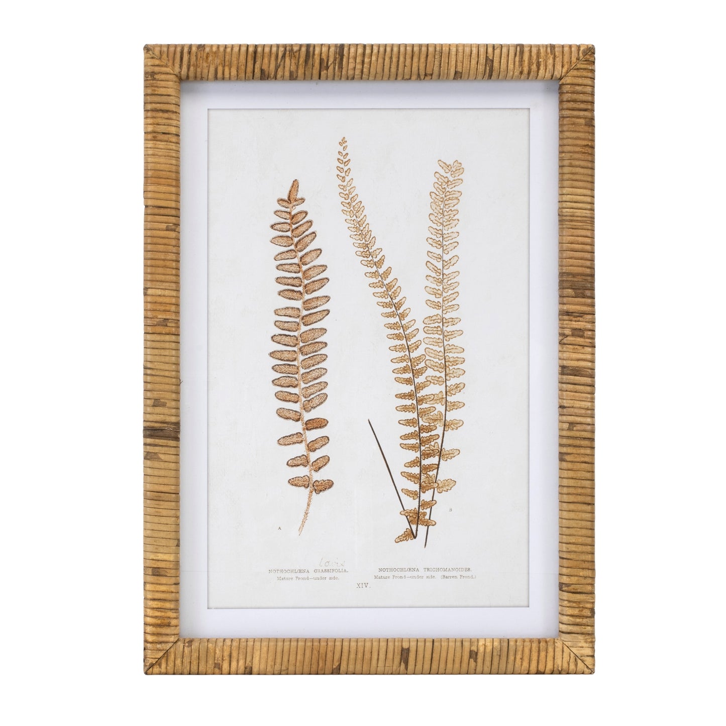 Wood Framed Fern Print Set