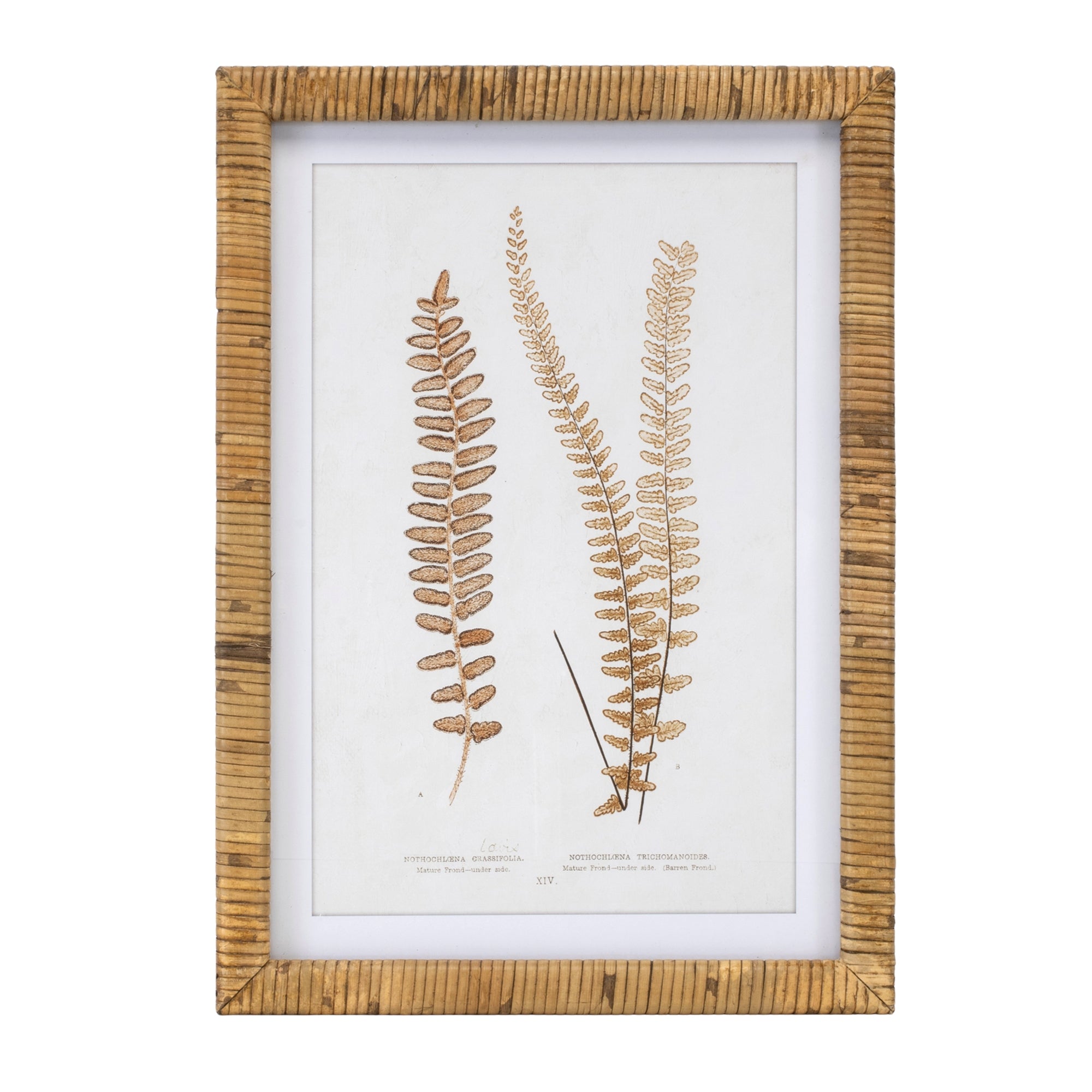 Wood Framed Fern Print Set