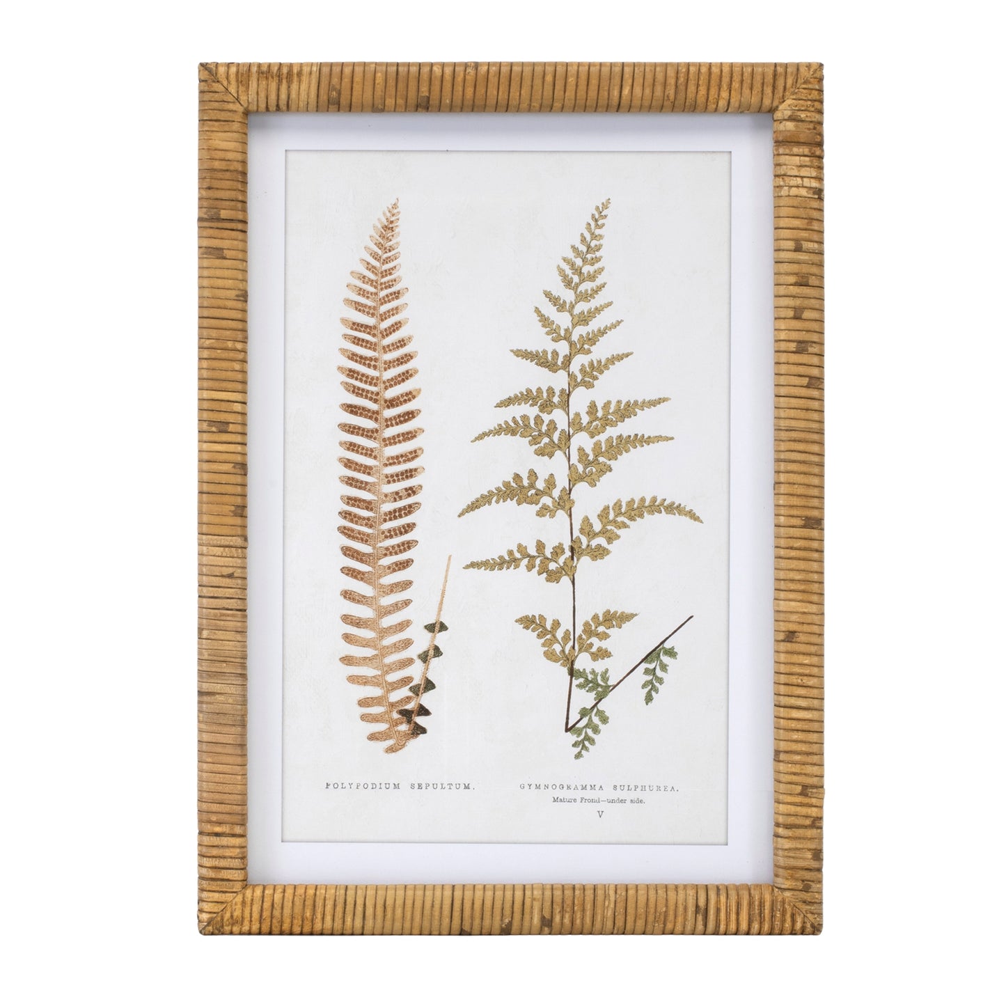 Wood Framed Fern Print Set