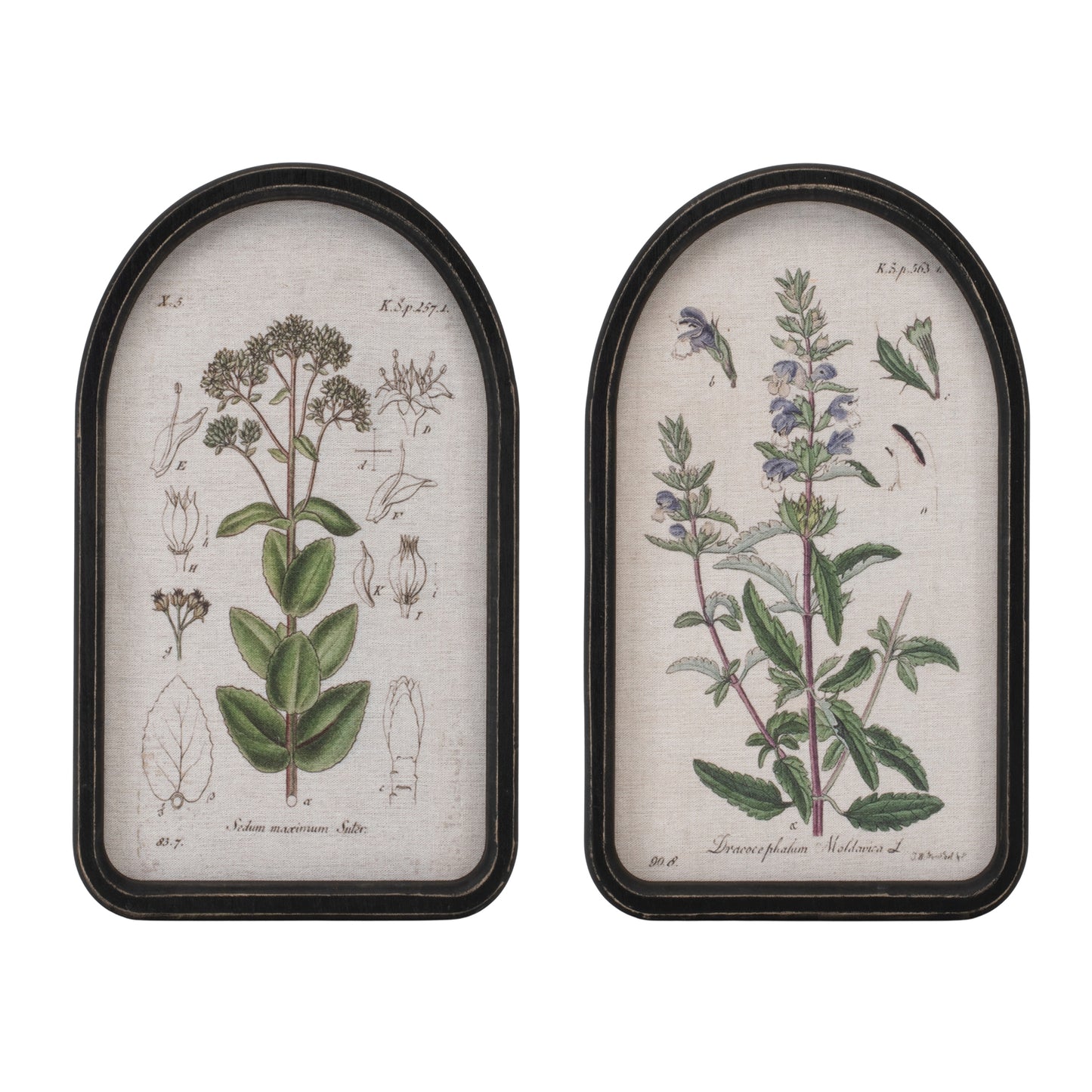 Framed Floral Arch Print
