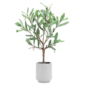 Potted Olive Leaf Topiary Small