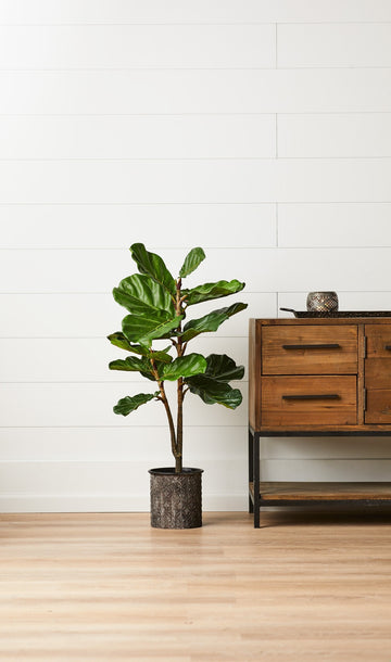 Fiddle Leaf Fig Tree