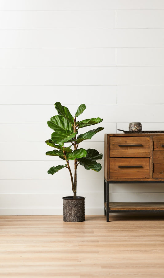 Fiddle Leaf Fig Tree