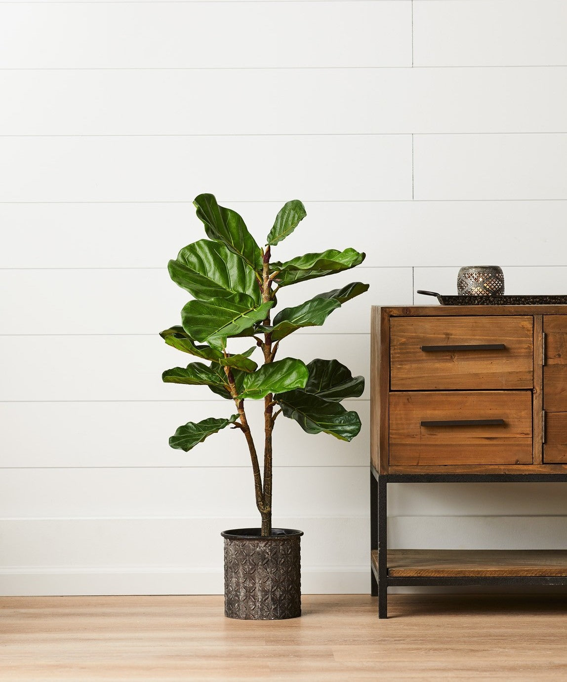 Fiddle Leaf Fig Tree